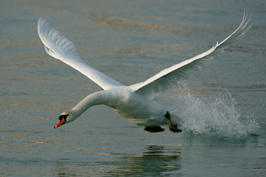 ..::Swan::..
